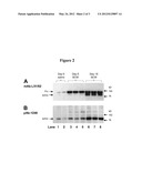 BIS HETEROARYL INHIBITORS OF PRO-MATRIX METALLOPROTEINASE ACTIVATION diagram and image