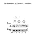 BIS HETEROARYL INHIBITORS OF PRO-MATRIX METALLOPROTEINASE ACTIVATION diagram and image