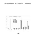 POLYCATIONIC AMPHIPHILIC CYCLOOLIGOSACCHARIDES AND THE USE THEREOF AS     MOLECULAR TRANSPORTERS diagram and image