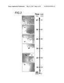 METHOD AND APPARATUS FOR SYNTHESIZING FILAMENTARY STRUCTURES diagram and image