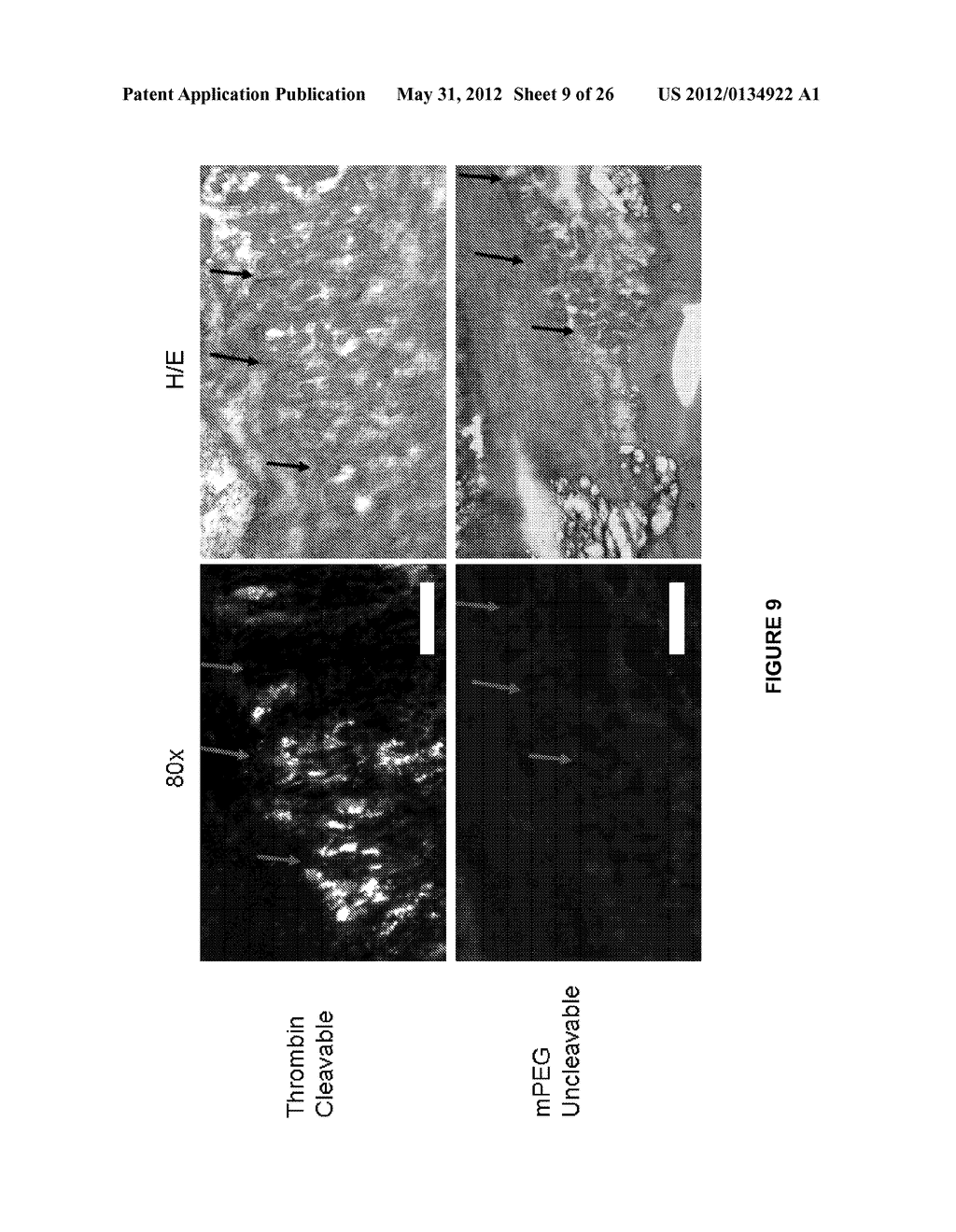 PEPTIDES WHOSE UPTAKE IN CELLS IS CONTROLLABLE - diagram, schematic, and image 10