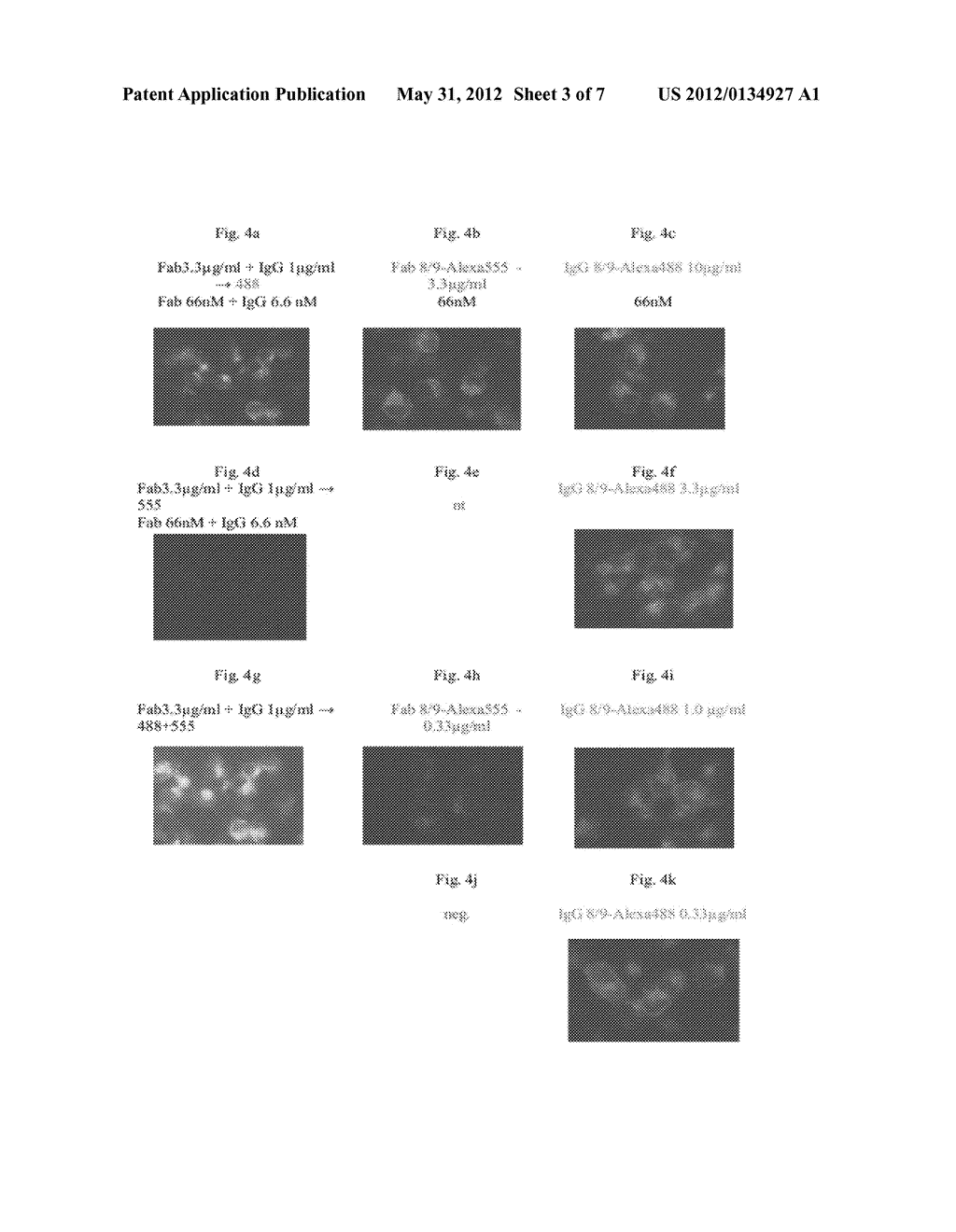 BETA CELL MARKER ANTIBODY - diagram, schematic, and image 04