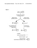 MODULATION OF TERMINASE ACTIVITY AT TELOMERES AND DNA DOUBLE-STRAND BREAKS diagram and image