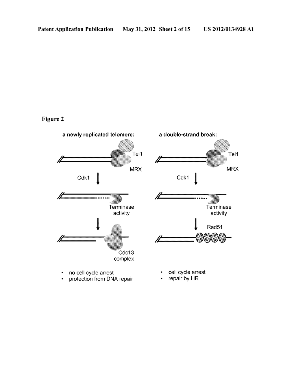 MODULATION OF TERMINASE ACTIVITY AT TELOMERES AND DNA DOUBLE-STRAND BREAKS - diagram, schematic, and image 03