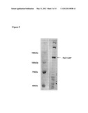 MODULATION OF TERMINASE ACTIVITY AT TELOMERES AND DNA DOUBLE-STRAND BREAKS diagram and image