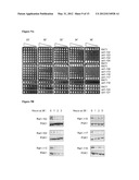 MODULATION OF TERMINASE ACTIVITY AT TELOMERES AND DNA DOUBLE-STRAND BREAKS diagram and image