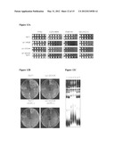 MODULATION OF TERMINASE ACTIVITY AT TELOMERES AND DNA DOUBLE-STRAND BREAKS diagram and image