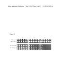 MODULATION OF TERMINASE ACTIVITY AT TELOMERES AND DNA DOUBLE-STRAND BREAKS diagram and image