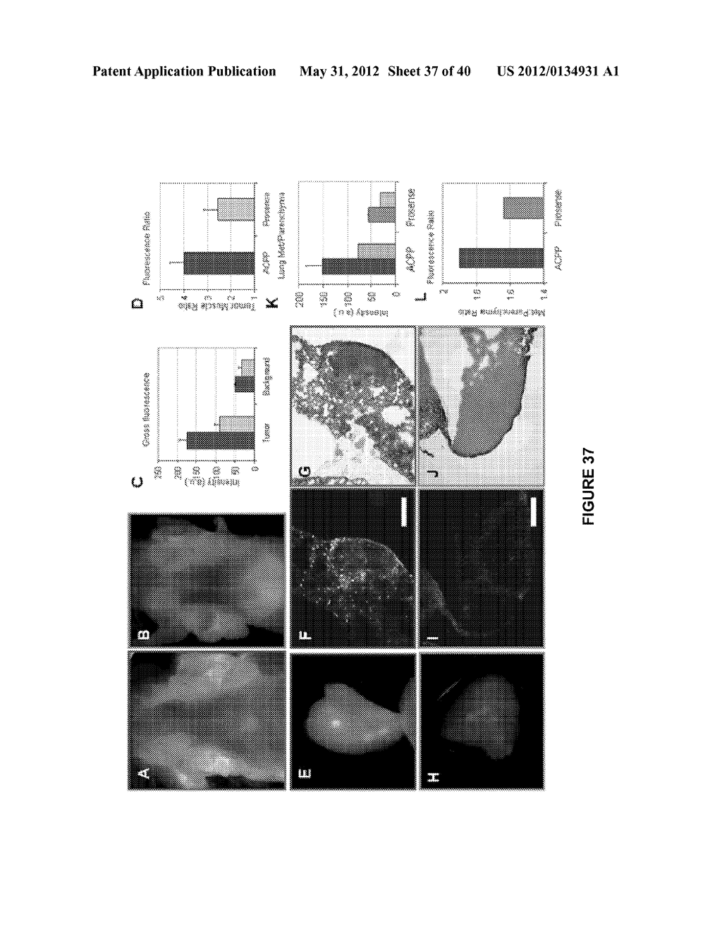 PEPTIDES WHOSE UPTAKE IN CELLS IS CONTROLLABLE - diagram, schematic, and image 38