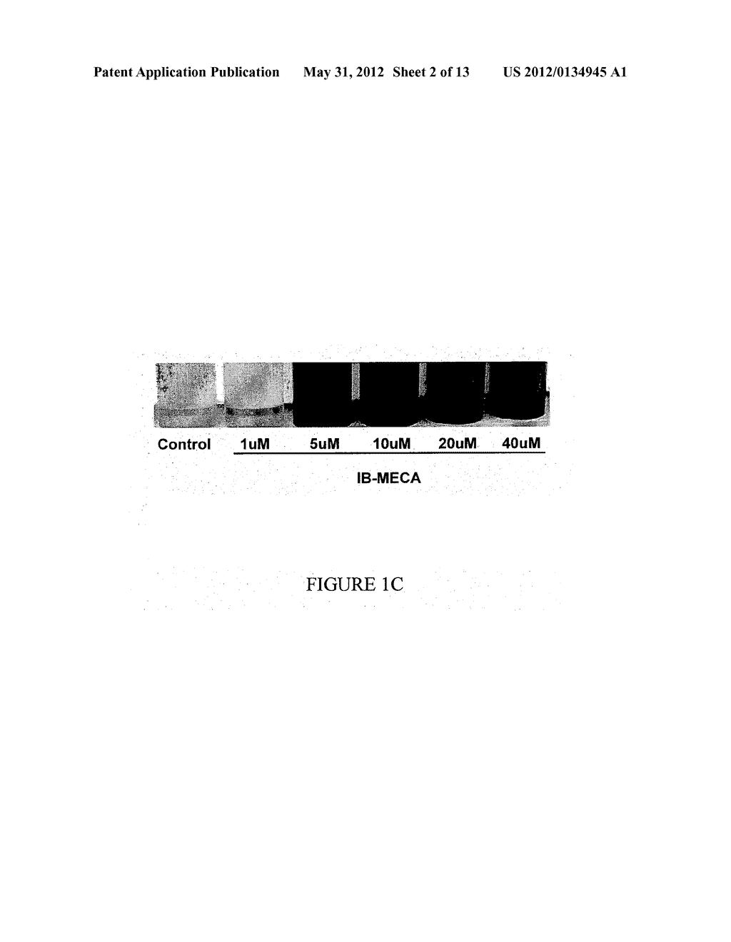 A3 ADENOSINE RECEPTOR LIGANDS FOR MODULATION OF PIGMENTATION - diagram, schematic, and image 03