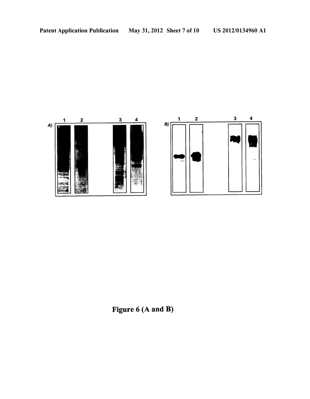 GLYCOSYLATED HUMAN ALPHA INTERFERON MUTEINS, METHOD FOR OBTAINING THEM AND     USE - diagram, schematic, and image 08