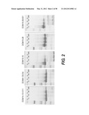 POLYPEPTIDES, ANTIBODY VARIABLE DOMAINS & ANTAGONISTS diagram and image