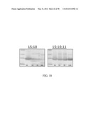 POLYPEPTIDES, ANTIBODY VARIABLE DOMAINS & ANTAGONISTS diagram and image