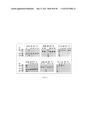 POLYPEPTIDES, ANTIBODY VARIABLE DOMAINS & ANTAGONISTS diagram and image