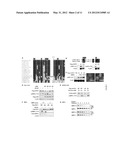 METHODS FOR MODULATING METABOLIC AND CIRCADIAN RHYTHMS diagram and image