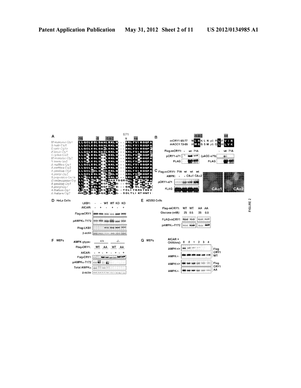 METHODS FOR MODULATING METABOLIC AND CIRCADIAN RHYTHMS - diagram, schematic, and image 03