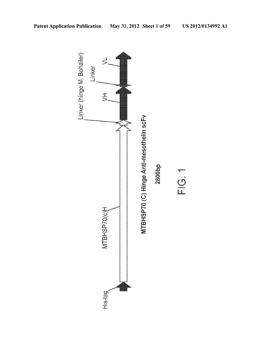 MESOTHELIN ANTIBODY PROTEIN FUSIONS AND METHODS OF USE - diagram, schematic, and image 02