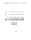 PORIN B (PorB) AS A THERAPEUTIC TARGET FOR PREVENTION AND TREATMENT OF     INFECTION BY CHLAMYDIA diagram and image