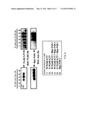 ANTI-ILT7 ANTIBODY diagram and image