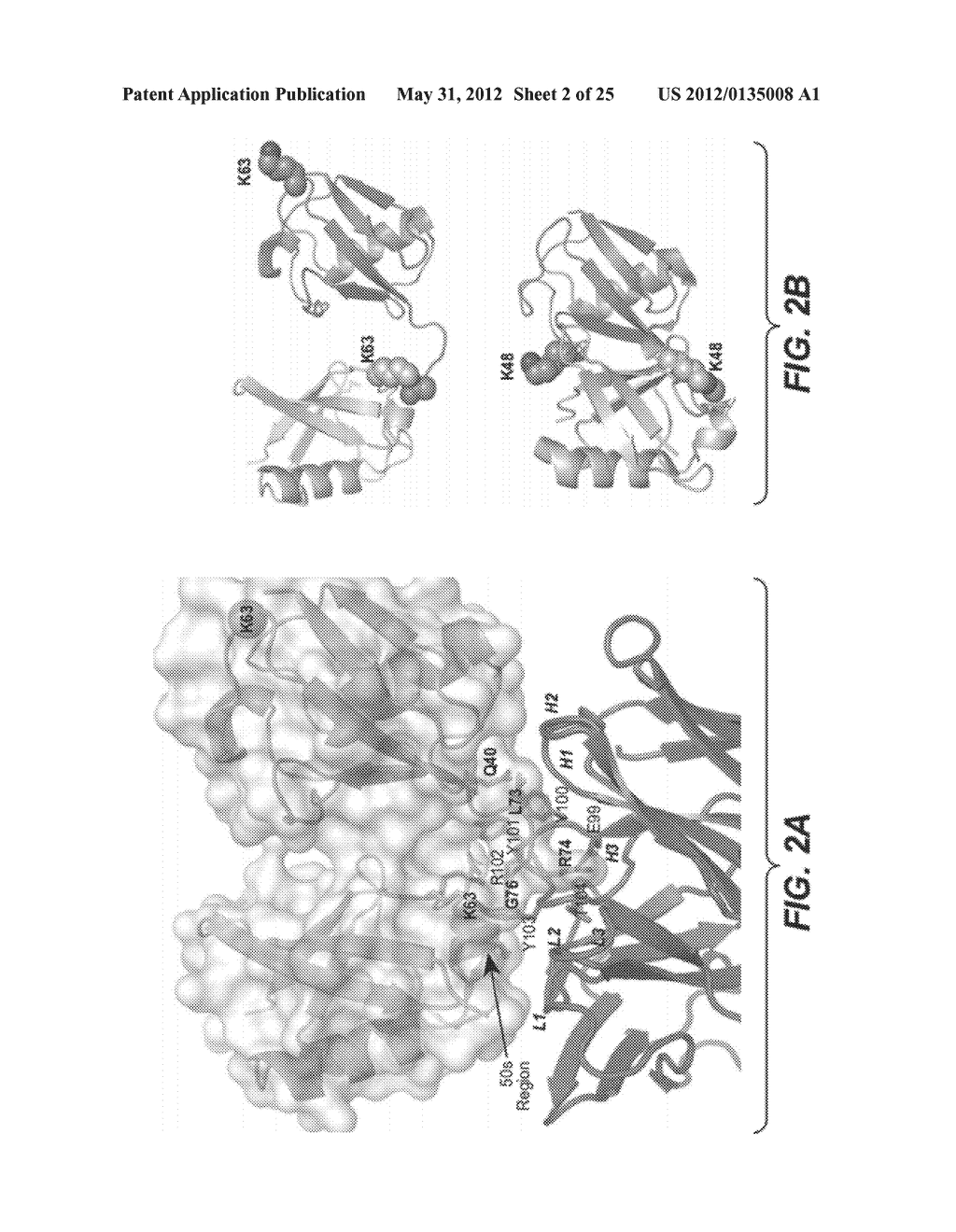 METHODS AND COMPOSITIONS FOR TARGETING POLYUBIQUITIN - diagram, schematic, and image 03