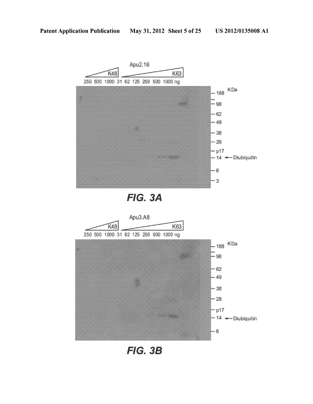 METHODS AND COMPOSITIONS FOR TARGETING POLYUBIQUITIN - diagram, schematic, and image 06