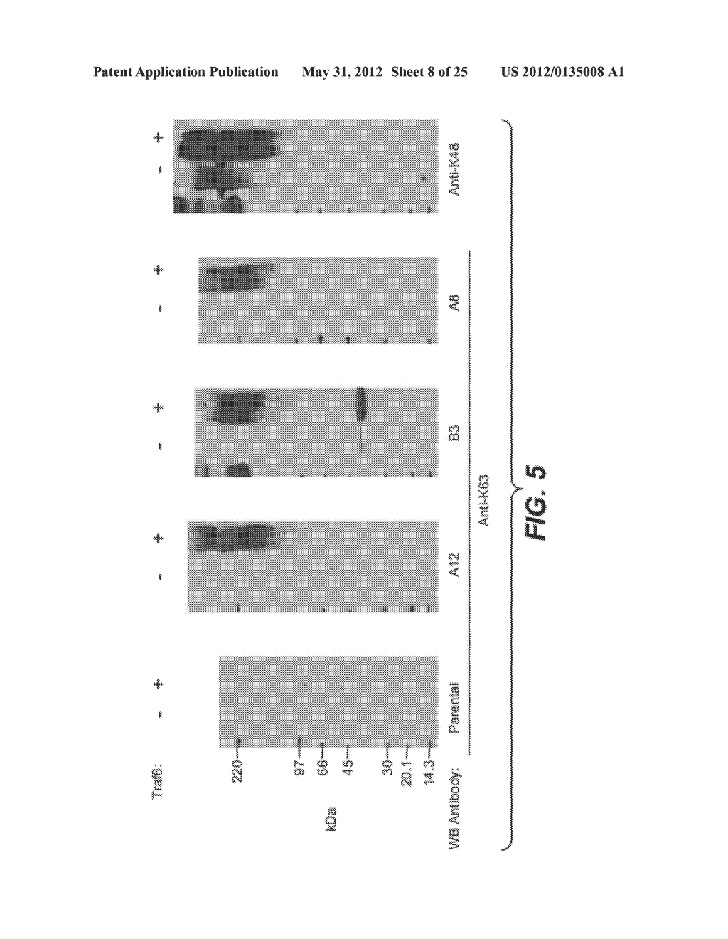 METHODS AND COMPOSITIONS FOR TARGETING POLYUBIQUITIN - diagram, schematic, and image 09