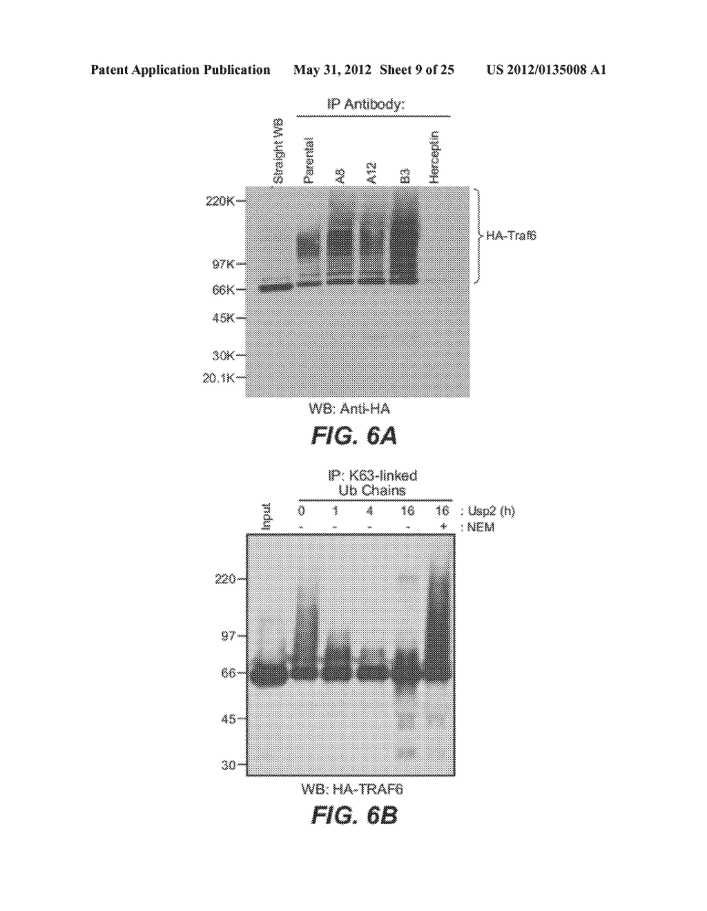 METHODS AND COMPOSITIONS FOR TARGETING POLYUBIQUITIN - diagram, schematic, and image 10