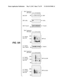 METHODS AND COMPOSITIONS FOR TARGETING POLYUBIQUITIN diagram and image