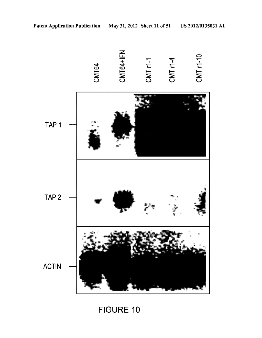 METHOD OF ENHANCING AN IMMUNE RESPONSE - diagram, schematic, and image 12