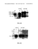 EXPRESSION OF PROTECTIVE ANTIGENS IN TRANSGENIC CHLOROPLASTS AND THE     PRODUCTION OF IMPROVED VACCINES diagram and image