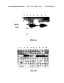 EXPRESSION OF PROTECTIVE ANTIGENS IN TRANSGENIC CHLOROPLASTS AND THE     PRODUCTION OF IMPROVED VACCINES diagram and image