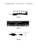 EXPRESSION OF PROTECTIVE ANTIGENS IN TRANSGENIC CHLOROPLASTS AND THE     PRODUCTION OF IMPROVED VACCINES diagram and image