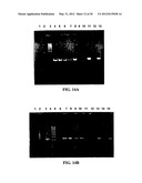 EXPRESSION OF PROTECTIVE ANTIGENS IN TRANSGENIC CHLOROPLASTS AND THE     PRODUCTION OF IMPROVED VACCINES diagram and image