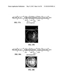 EXPRESSION OF PROTECTIVE ANTIGENS IN TRANSGENIC CHLOROPLASTS AND THE     PRODUCTION OF IMPROVED VACCINES diagram and image