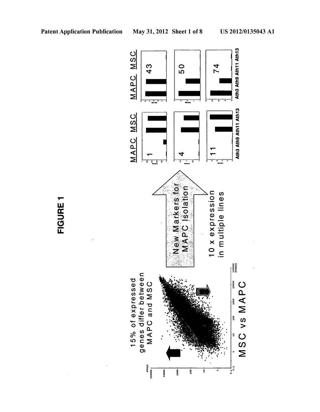 IMMUNOMODULATORY PROPERTIES OF MULTIPOTENT ADULT PROGENITOR CELLS AND USES     THEREOF - diagram, schematic, and image 02