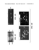 GENERATION OF VASCULARIZED HUMAN HEART TISSUE AND USES THEREOF diagram and image