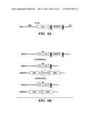 GENERATION OF VASCULARIZED HUMAN HEART TISSUE AND USES THEREOF diagram and image