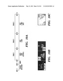 GENERATION OF VASCULARIZED HUMAN HEART TISSUE AND USES THEREOF diagram and image