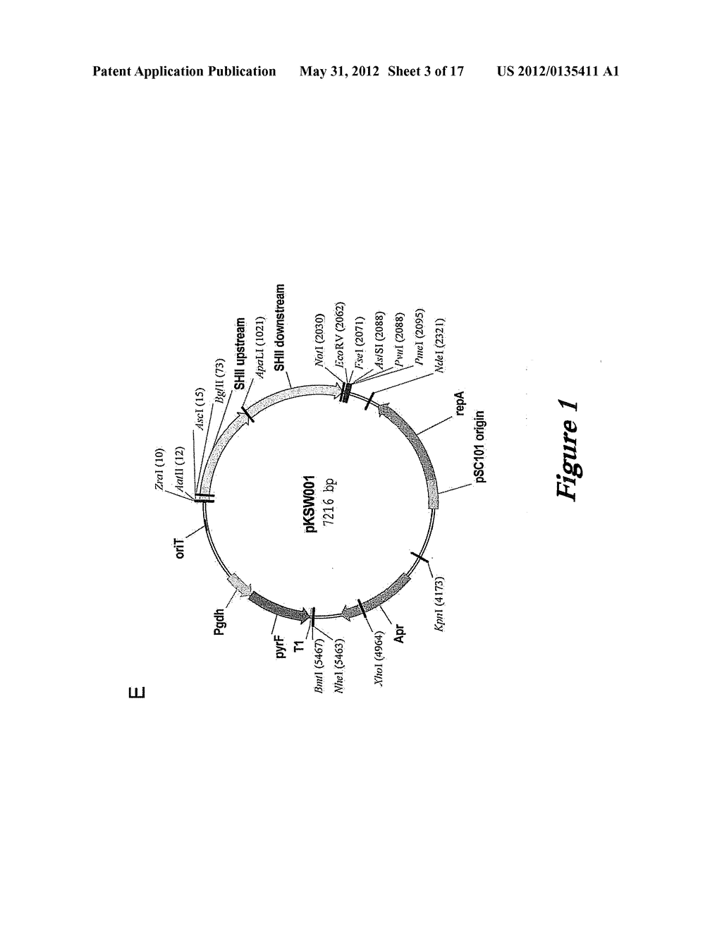 PYROCOCCUS FURIOSUS STRAINS AND METHODS OF USING SAME - diagram, schematic, and image 04