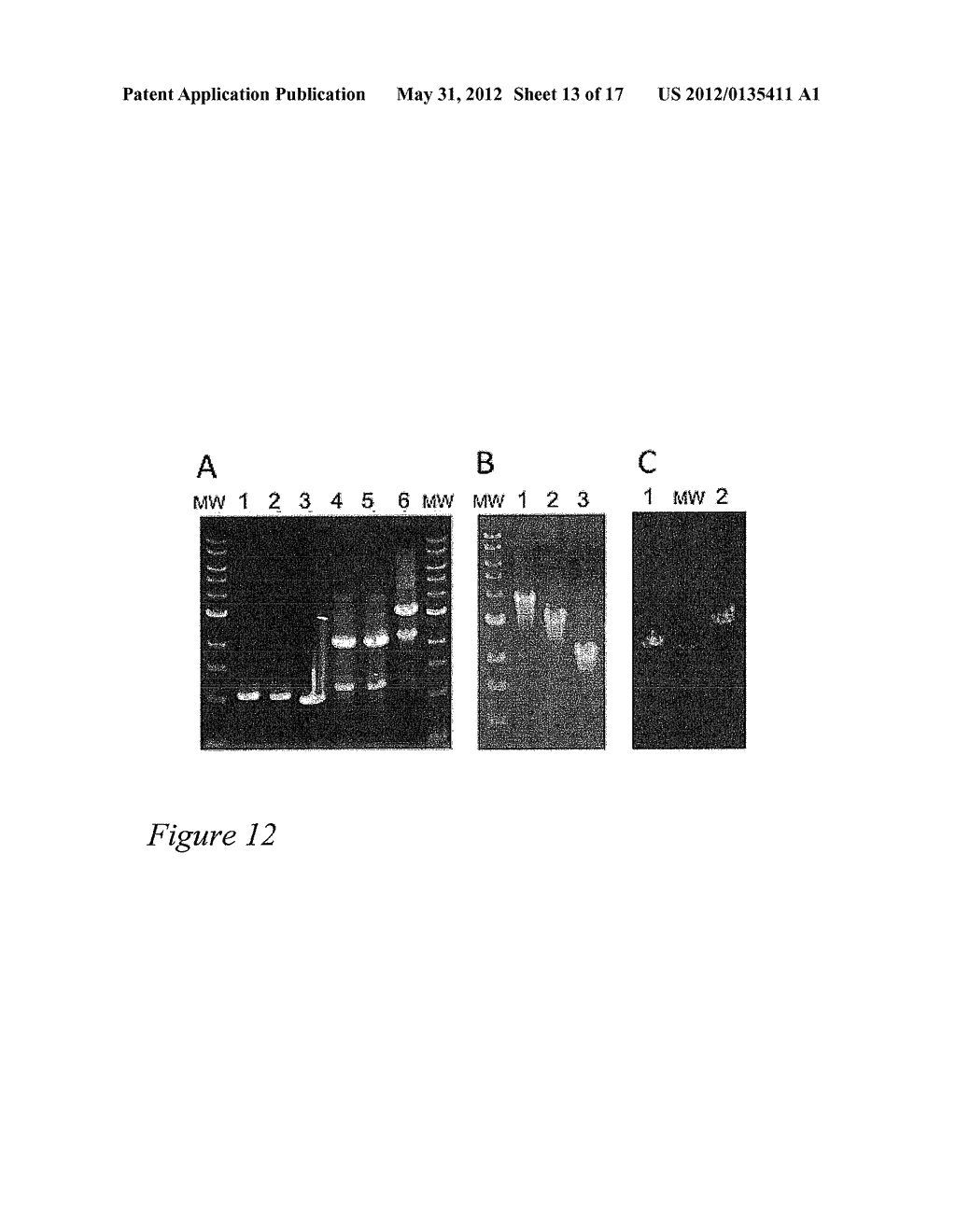 PYROCOCCUS FURIOSUS STRAINS AND METHODS OF USING SAME - diagram, schematic, and image 14