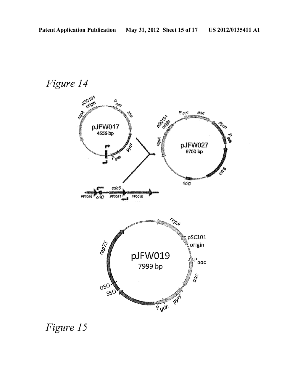 PYROCOCCUS FURIOSUS STRAINS AND METHODS OF USING SAME - diagram, schematic, and image 16