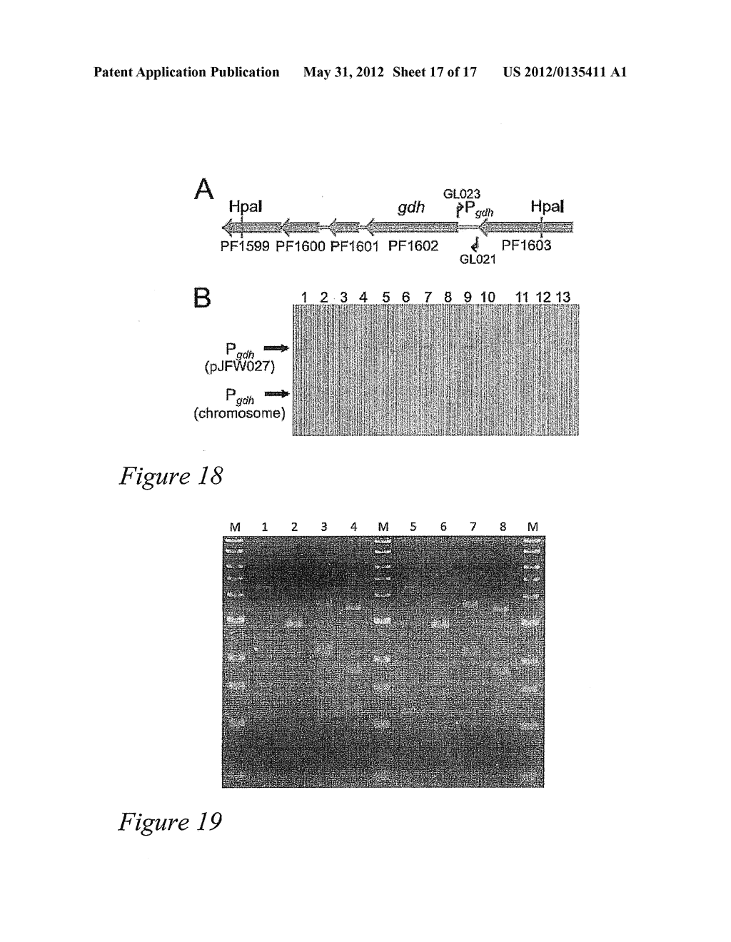 PYROCOCCUS FURIOSUS STRAINS AND METHODS OF USING SAME - diagram, schematic, and image 18