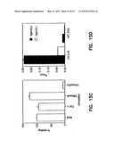 ARTIFICIAL ANTIBODY POLYPEPTIDES diagram and image