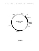 SYNTHETIC GENES AND GENETIC CONSTRUCTS diagram and image