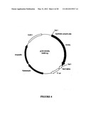 SYNTHETIC GENES AND GENETIC CONSTRUCTS diagram and image