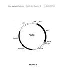 SYNTHETIC GENES AND GENETIC CONSTRUCTS diagram and image