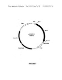 SYNTHETIC GENES AND GENETIC CONSTRUCTS diagram and image