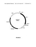 SYNTHETIC GENES AND GENETIC CONSTRUCTS diagram and image