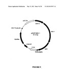 SYNTHETIC GENES AND GENETIC CONSTRUCTS diagram and image