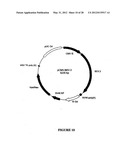 SYNTHETIC GENES AND GENETIC CONSTRUCTS diagram and image